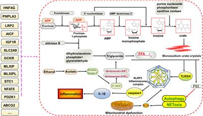 Trends in the Contribution of Genetic Susceptibility Loci to Hyperuricemia and Gout and Associated Novel Mechanisms